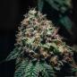 Preview: Samen 3x Amnesia Haze feminisiert Blow Seeds