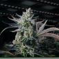 Preview: Samen 3x Apple Fritter Samen feminisiert Blow Seeds