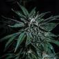 Preview: Samen 3x OG Kush Automatik Blow Seeds