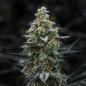 Preview: Samen 3x Super Skunk Automatik Blow Seeds
