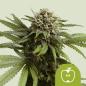 Preview: Samen 3x Apple Fritter Automatik Royalqueenseeds