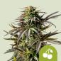 Preview: Samen Cherry Pie automatik Royalqueenseeds