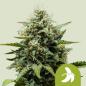 Preview: Samen Fat Banana automatik Royalqueenseeds