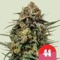 Preview: Samen 3x Gelato 44 feminisiert Royalqueenseeds