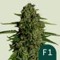 Preview: Samen 3x Medusa F1 Automatik Royalqueenseeds