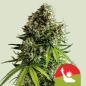 Preview: Samen 3x NYC Sour D Automatik Royalqueenseeds
