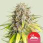 Preview: Samen 3x Punch Pie feminisiert Royalqueenseeds