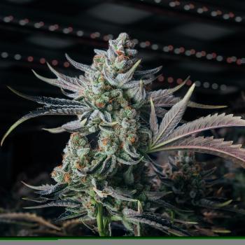 Samen 3x Apple Fritter Samen feminisiert Blow Seeds