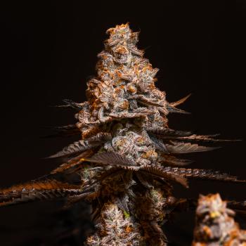 Samen 3x Cookies and Cream Automatik Blow Seeds