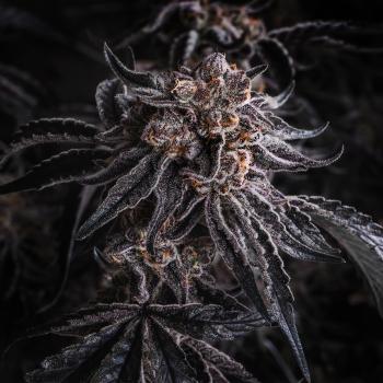 Samen 3x Grand Daddy Purple feminisiert Blow Seeds