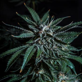 Samen 3x OG Kush Automatik Blow Seeds