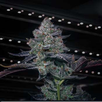 Samen 3x Super OG Kush Automatik Blow Seeds