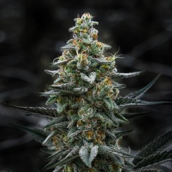 Samen 3x Super Skunk Automatik Blow Seeds