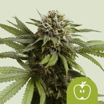 Samen 3x Apple Fritter Automatik Royalqueenseeds
