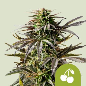 Samen 3x Cherry Pie Automatik Royalqueenseeds