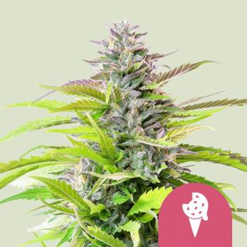 Samen 3x Cookies Gelato feminisiert Royalqueenseeds