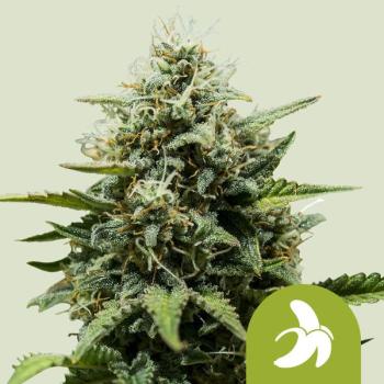 Samen 3x Fat Banana Automatik Royalqueenseeds