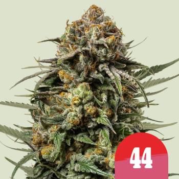 Samen 3x Gelato 44 feminisiert Royalqueenseeds