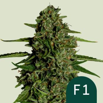 Samen 3x Medusa F1 Automatik Royalqueenseeds
