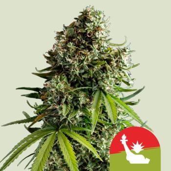 Samen 3x NYC Sour D Automatik Royalqueenseeds