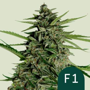 Samen 3x Orion F1 Automatik Royalqueenseeds