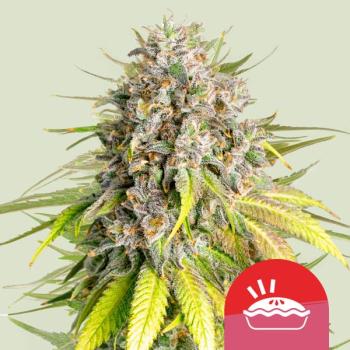 Samen 3x Punch Pie feminisiert Royalqueenseeds