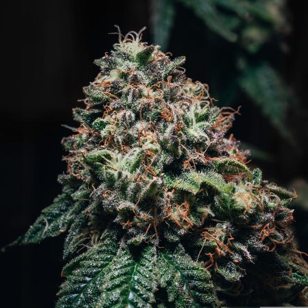 Samen 3x Amnesia Haze feminisiert Blow Seeds