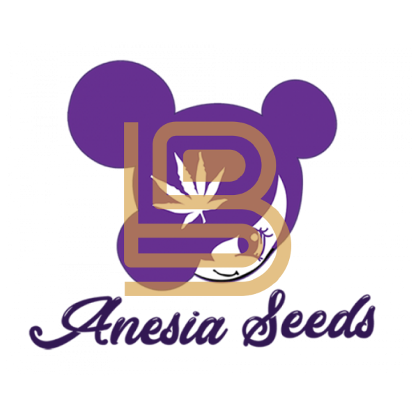 Samen 3x Future #1 feminisiert Anesia Seeds