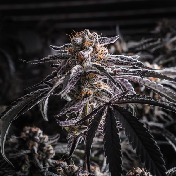 Samen 3x Gelato feminisiert Blow Seeds