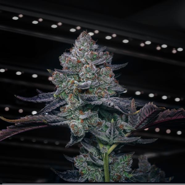 Samen 3x Super OG Kush Automatik Blow Seeds