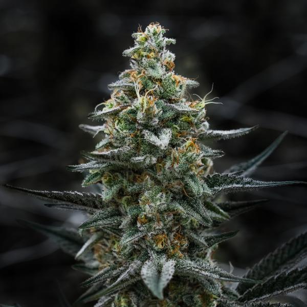 Samen 3x Super Skunk Automatik Blow Seeds