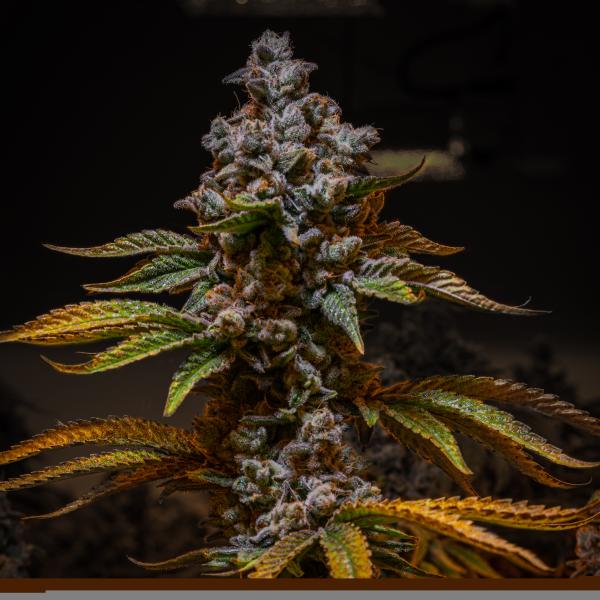 Samen 3x White Widow Automatik Blow Seeds