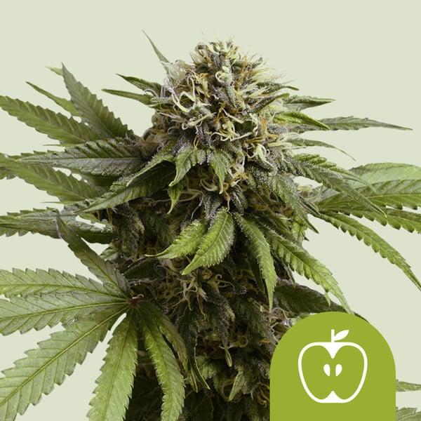 Samen 3x Apple Fritter Automatik Royalqueenseeds