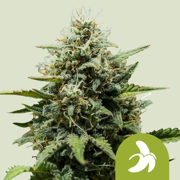 Samen Fat Banana automatik Royalqueenseeds