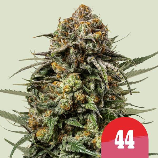 Samen 3x Gelato 44 feminisiert Royalqueenseeds