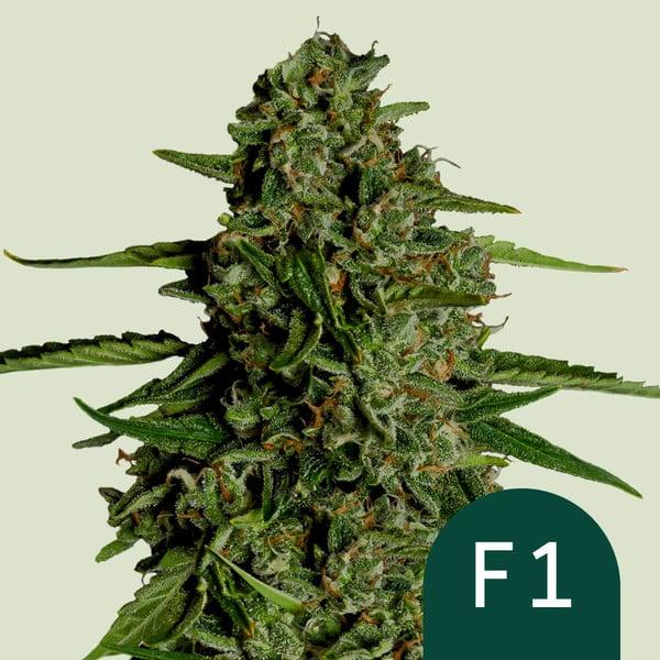 Samen 3x Medusa F1 Automatik Royalqueenseeds