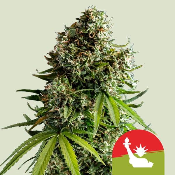 Samen 3x NYC Sour D Automatik Royalqueenseeds