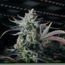 Samen 3x Apple Fritter Samen feminisiert Blow Seeds