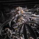 Samen 3x Gelato feminisiert Blow Seeds