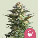 Samen 3x Amnesia Haze feminisiert Roayalqueenseeds