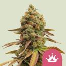 Samen 3x Special Queen # 1 feminisiert Royalqueenseeds